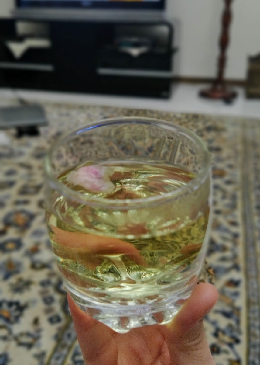 نوشیدن دمنوش گل محمدی (غنچه) در دوران بارداری نوشیدن دمنوش گل محمدی (غنچه) در دوران بارداری