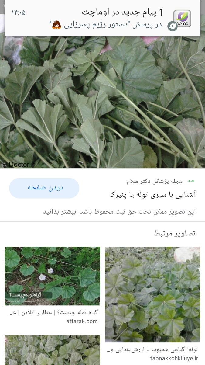 دستور رژیم پسرزایی 🙇