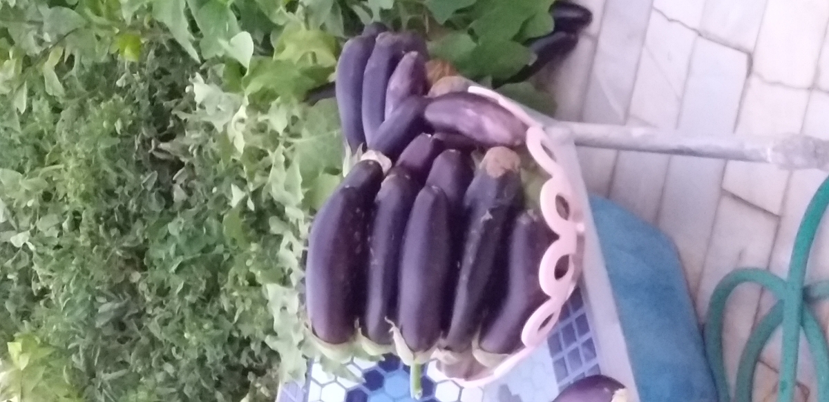 بادنجان سرخ شده را تا چه مدت میشه در فریزر نگهداری کرد🤔😅🍆🍆🍆