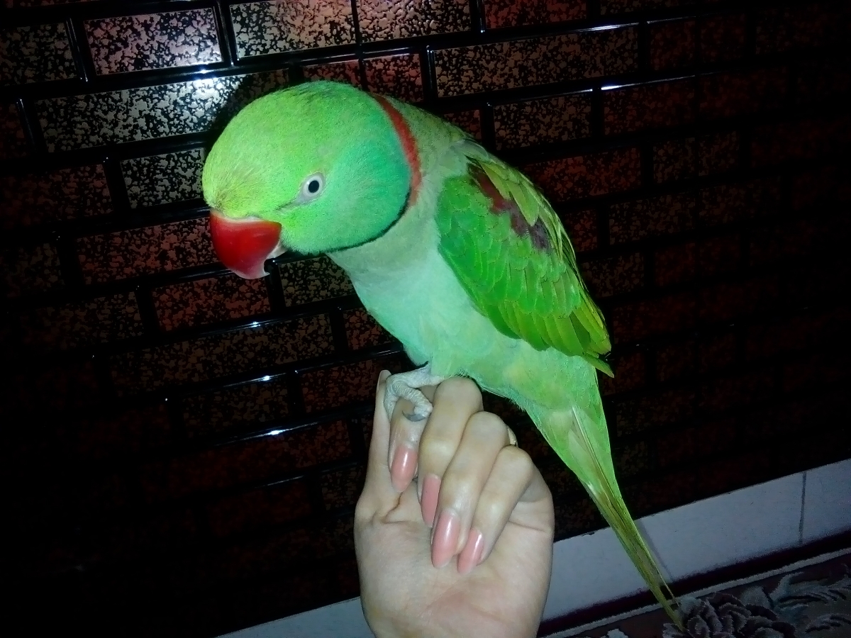 بچه ها خنده داره ولی میخوام یه حیوون خونگی بخرم.راهنمایی میخوام بچه ها خنده داره ولی میخوام یه حیوون خونگی بخرم.راهنمایی میخوام