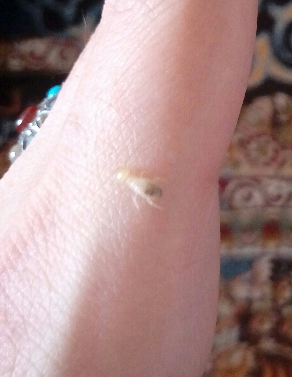 این چه حشره ایه؟😰😰😰