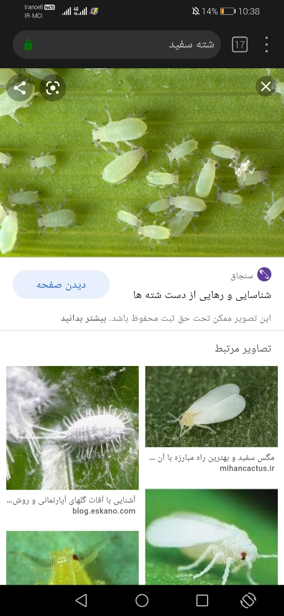 این چه حشره ایه؟😰😰😰