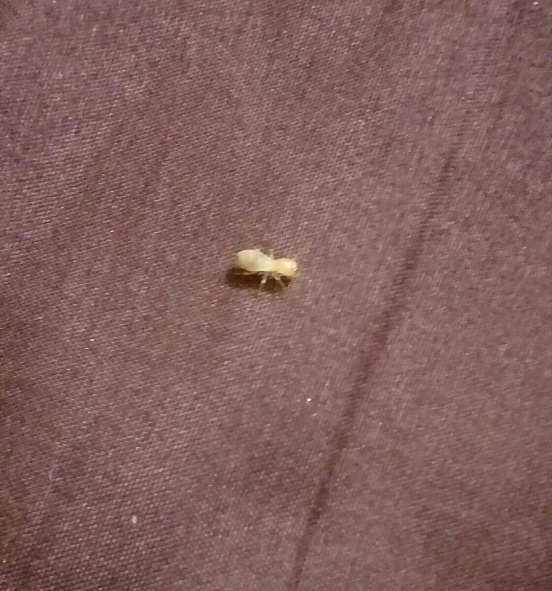 این چه حشره ایه؟😰😰😰