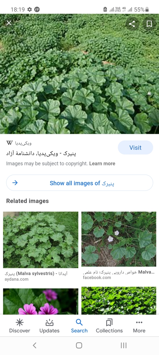 عفونت قارچی خسته شدم