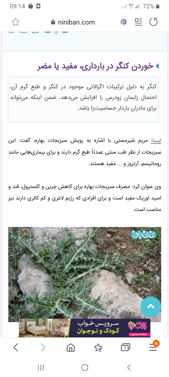 خوردن کنگر در زمان بارداری خوردن کنگر در زمان بارداری