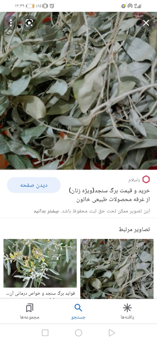 برگ سنجد و بارداری