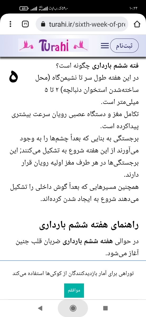 سایز جنین در هفته ی ششم بارداری چقدر است؟