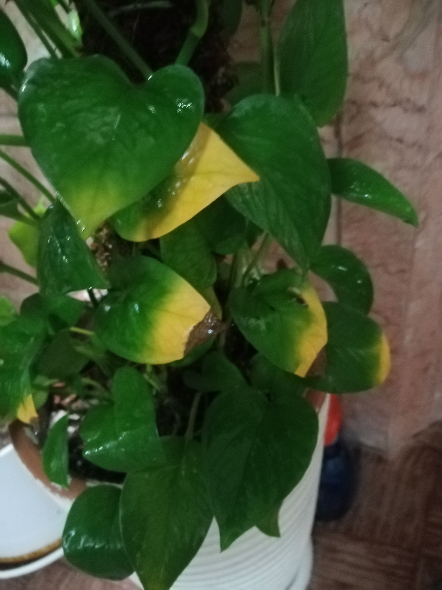 این پتوسمه این پتوسمه