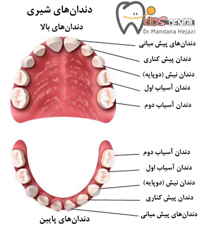 سلام مامان جان
روی این عکس می‌توانید بگویید کدام دندان ها رشد کرده اند؟ 