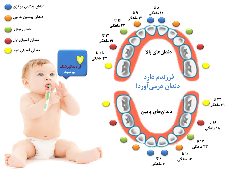 برا پسر من دقیقا اون زردا ک نوشته 25 تا 33 ماهگی در نیومده