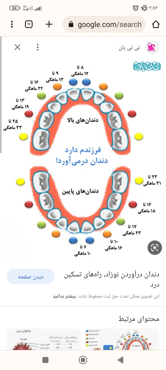 دندون آسیاب کودک پانزده ماهه دندون آسیاب کودک پانزده ماهه