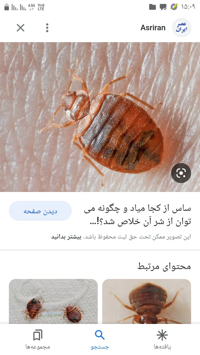 خانما کسی میدونه این چه حشره ایه؟