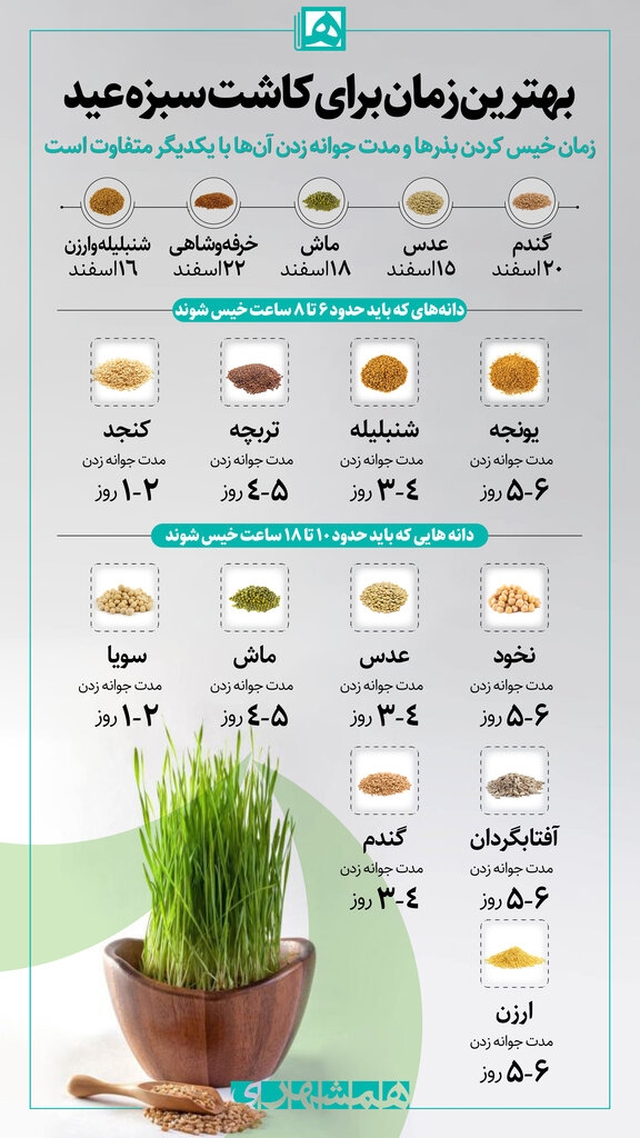 کاشتن سبزه برای عید