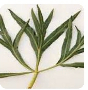 گیاه بهاری پاغازه یا غازیاغی گیاه بهاری پاغازه یا غازیاغی