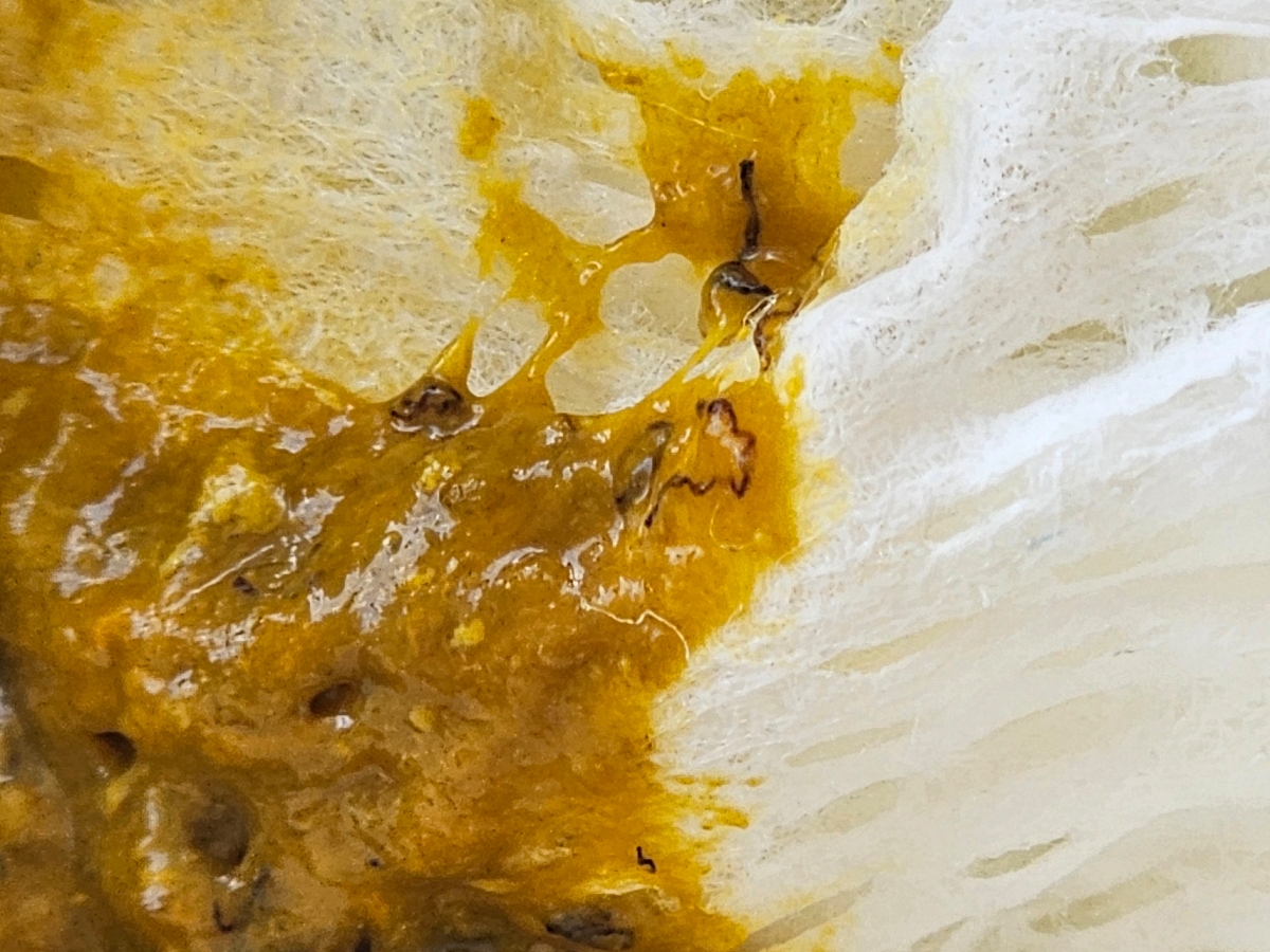 مدفوع عجیب نوزاد ۷ ماهه مدفوع عجیب نوزاد ۷ ماهه
