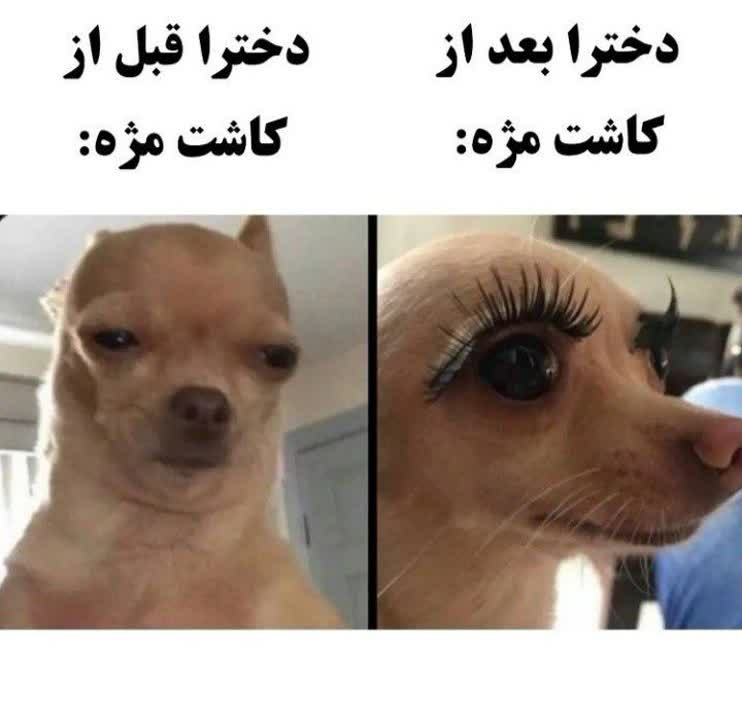 فقط محض خنده 😁