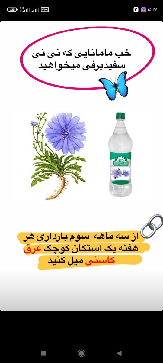 مصرف عرق کاسنی در بارداری