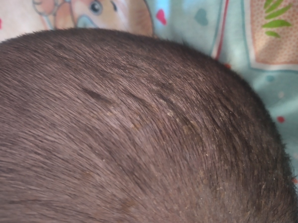 تراشیدن موی سرکودک یکساله تراشیدن موی سرکودک یکساله