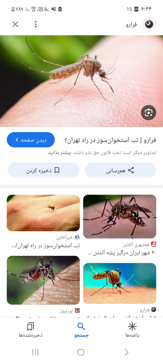 کسی میدونه این چه پشه ایه