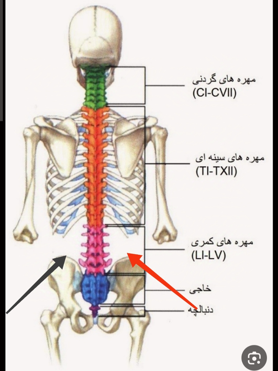 علت درد پایین کمر سمت راست در بارداری