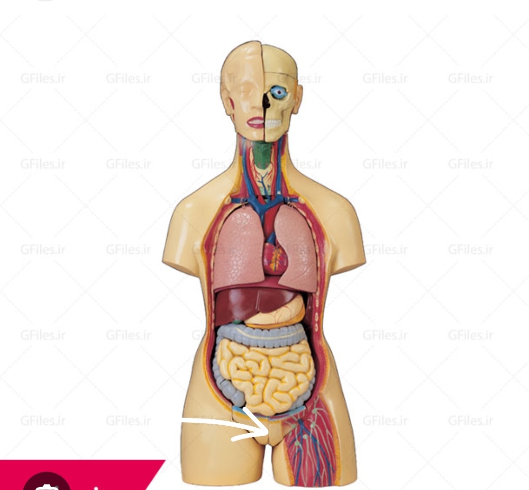 دقیقا این قسمت که نوک فلش هست 