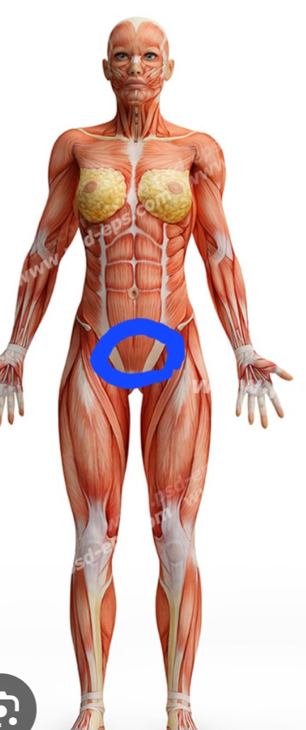 این بخش هست