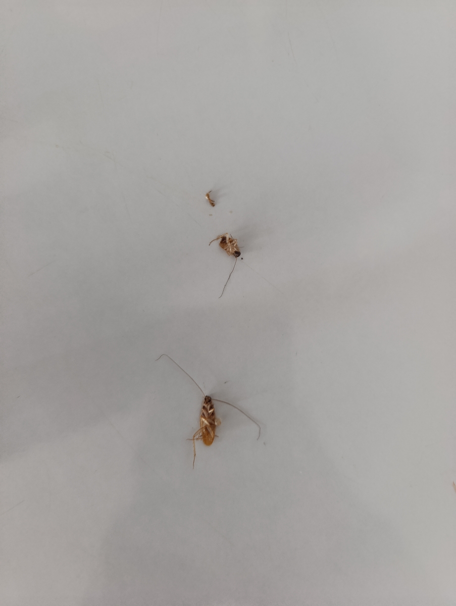 سوسک کابینتی ودردسر اونا سوسک کابینتی ودردسر اونا