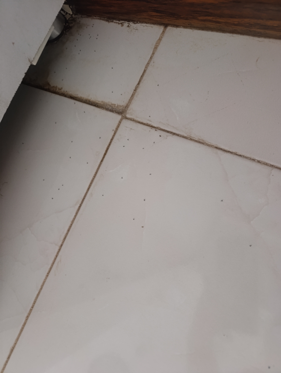 سوسک کابینتی ودردسر اونا سوسک کابینتی ودردسر اونا