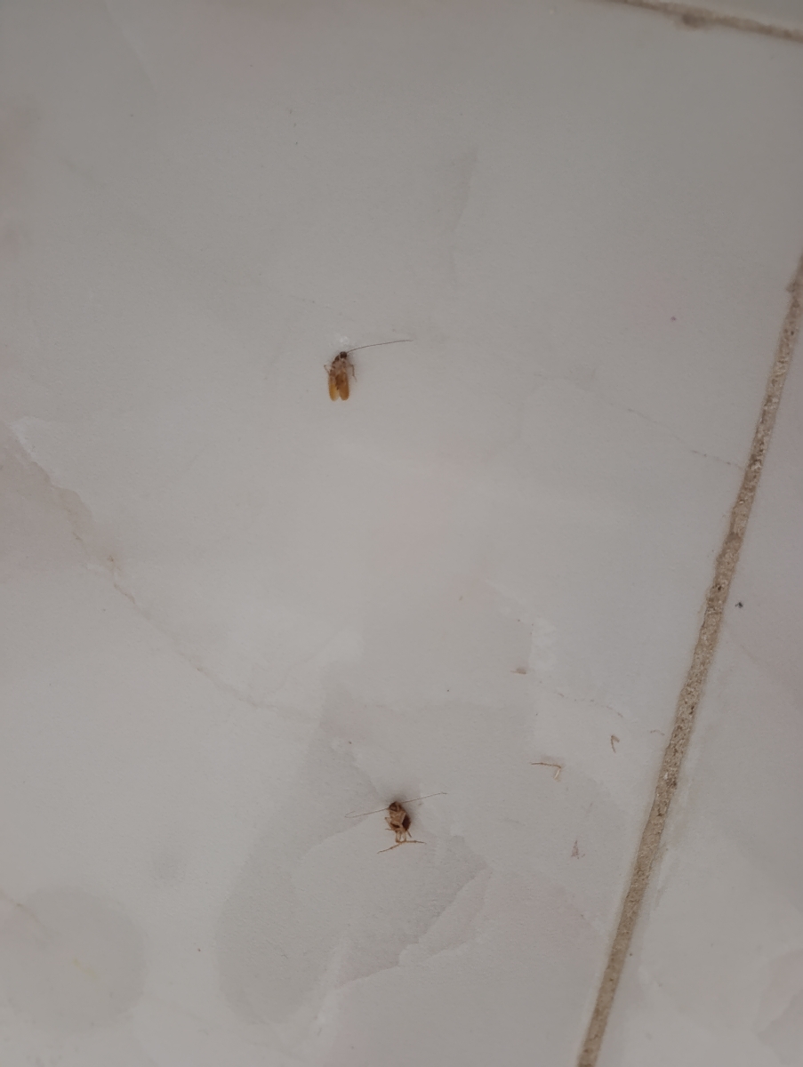 سوسک کابینتی ودردسر اونا سوسک کابینتی ودردسر اونا