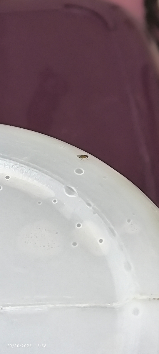 مامانا اشپزخونم مخصوصاااا اطراف سینک پرشده ازاین حشره ها رو هرچی می‌شینن تانزدیک میشم یهو شونصد تا پشه میپره چیکار کنم ازبین برن