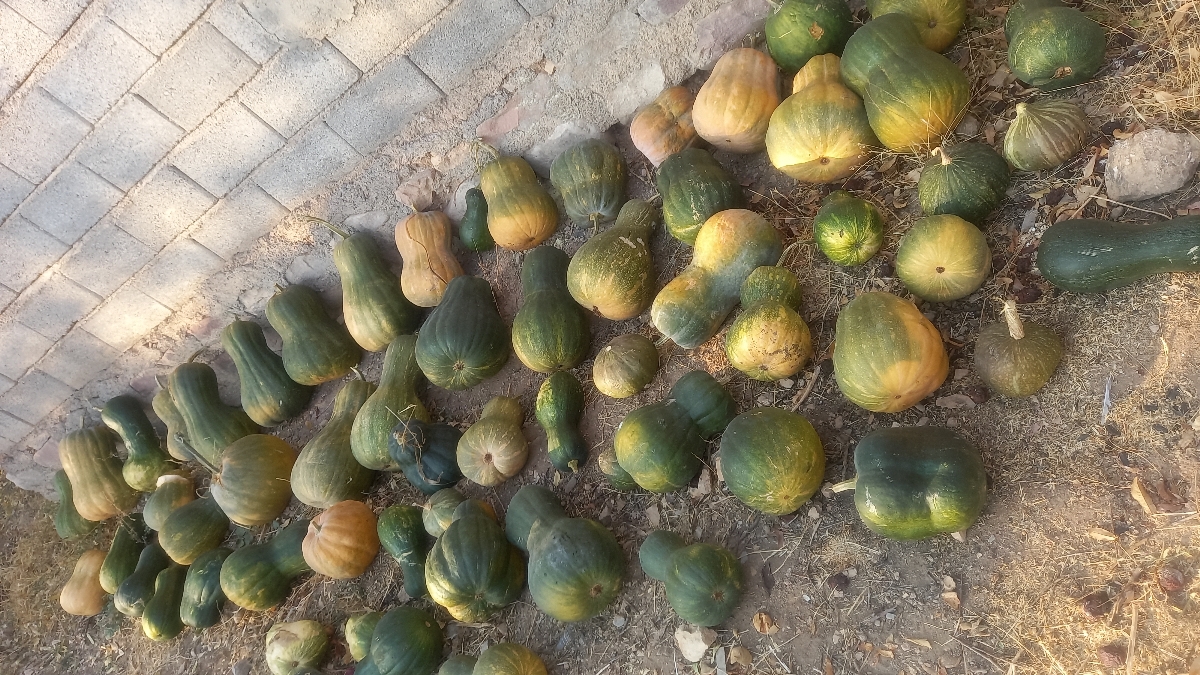 بفرما کدو تنبل🤣