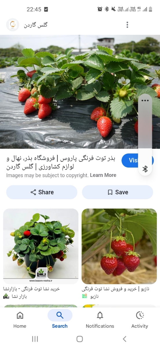 نگاه
از بقبه سطح خاک بالاتر هستش نگاه
از بقبه سطح خاک بالاتر هستش