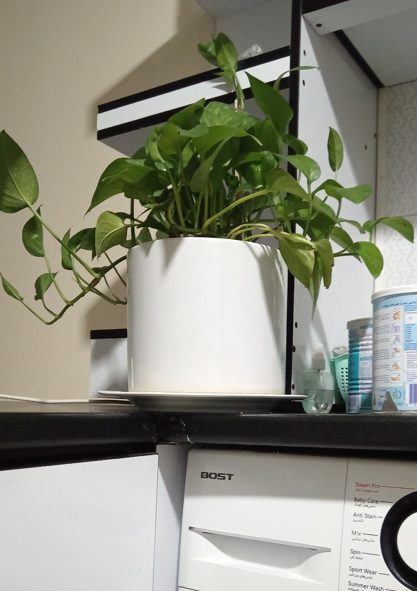 این پتوس منه
البته آشپزخونه یه کم بهم ریخته اس الان😁