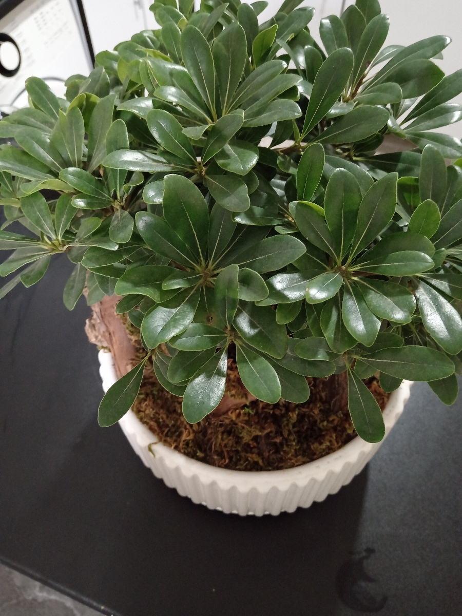 این شکلیه گل