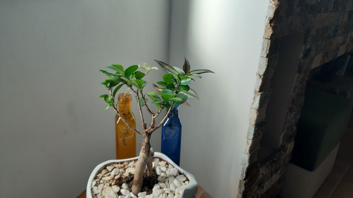 این واسه من بود البته روزای آخرش بود برگاش ریخت