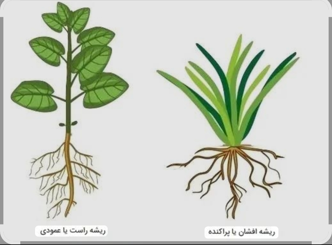 مامانای دوره ابتدایی که اهل تحقیق هستین بیاین کمک مامانای دوره ابتدایی که اهل تحقیق هستین بیاین کمک