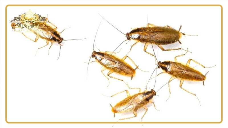 از این سوسکاست