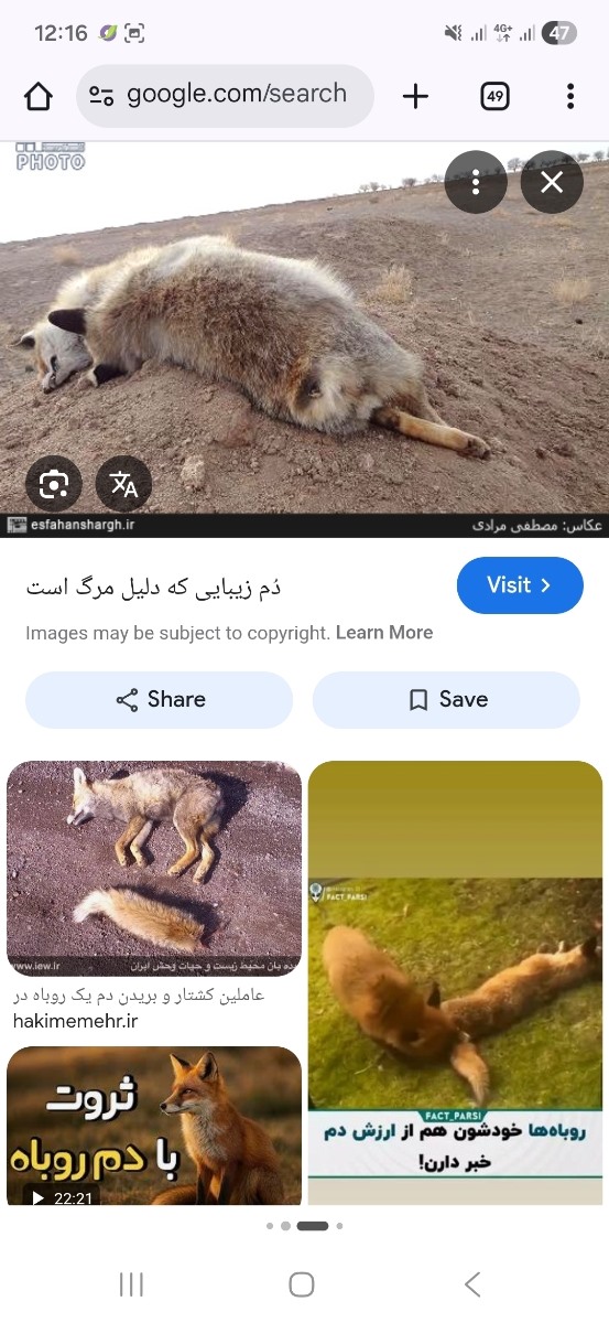 شنیدین میگن دم روباه خوش یمن و خوش شانسی میاره؟ شنیدین میگن دم روباه خوش یمن و خوش شانسی میاره؟