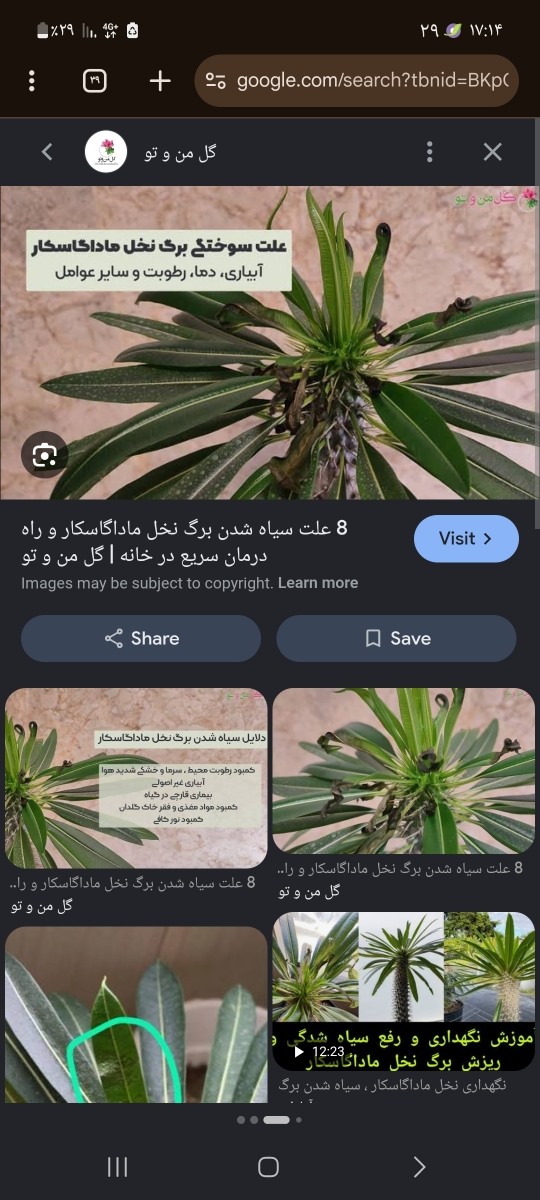 خانومایی که متخصص گیاه و گل هستین بیاین خانومایی که متخصص گیاه و گل هستین بیاین