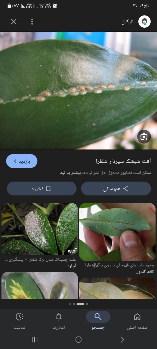 ببین این شکلیه برگاش حتی چند تا دونه ام باشه باید اول به طور فیزیکی برداریش بعد سم پاشی ببین این شکلیه برگاش حتی چند تا دونه ام باشه باید اول به طور فیزیکی برداریش بعد سم پاشی