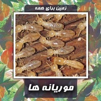 موریانه این شکلیه عزیزم موریانه این شکلیه عزیزم