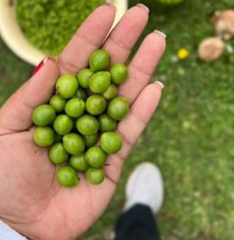 از ایناس،از جنگل چیده همسرم