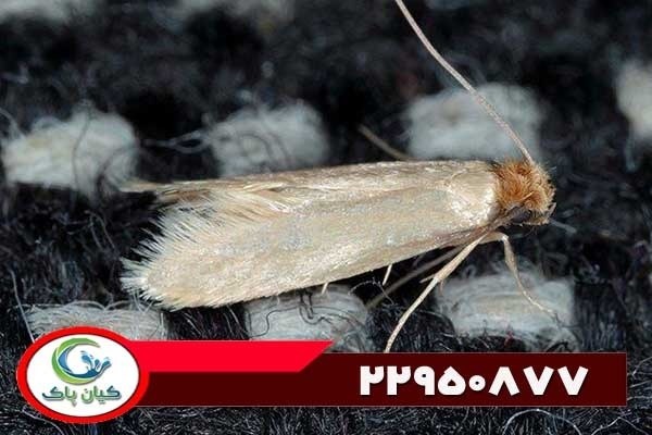 موجود عجیب در مینی واش