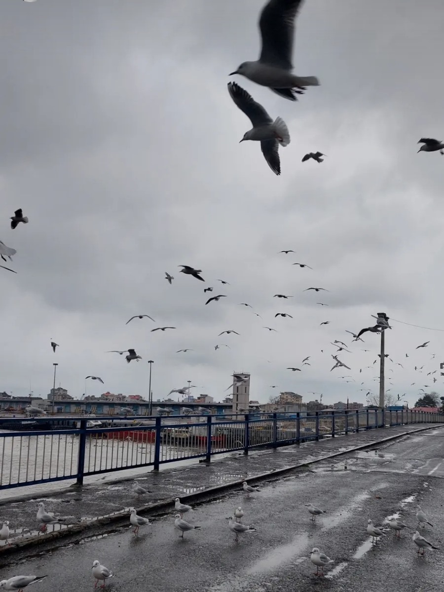 ما رفتیم مرغها بودن 