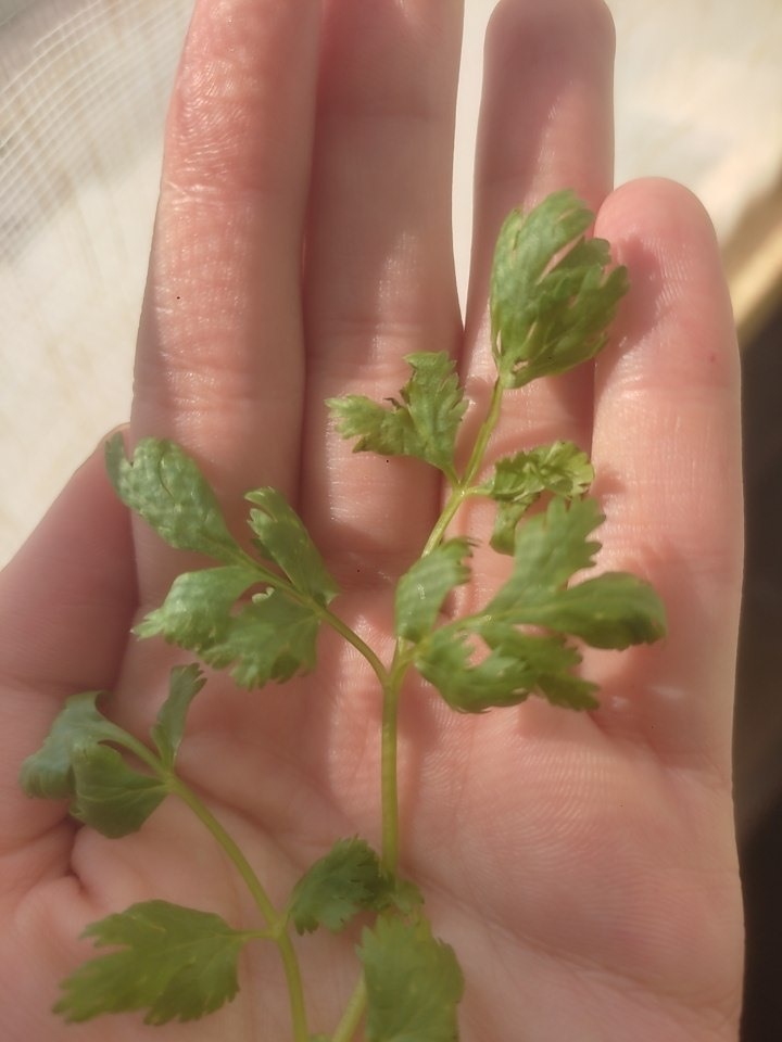 اینم از نزدیک 